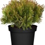 Gartenzypresse Miky im Topf, ca. 20-25 cm hoch, gelbe Scheinzypresse.