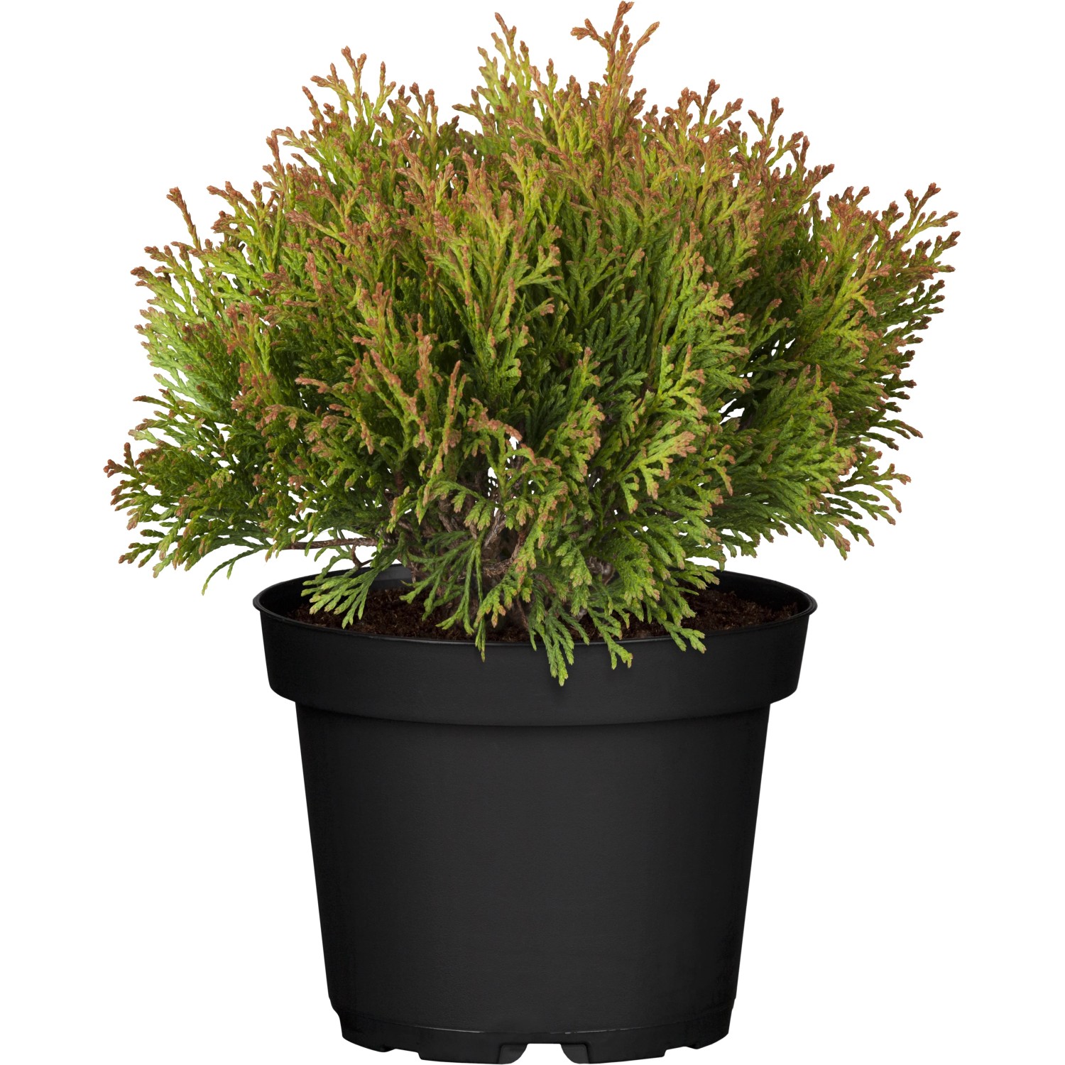 Gartenzypresse Miky im Topf, ca. 20-25 cm hoch, gelbe Scheinzypresse.