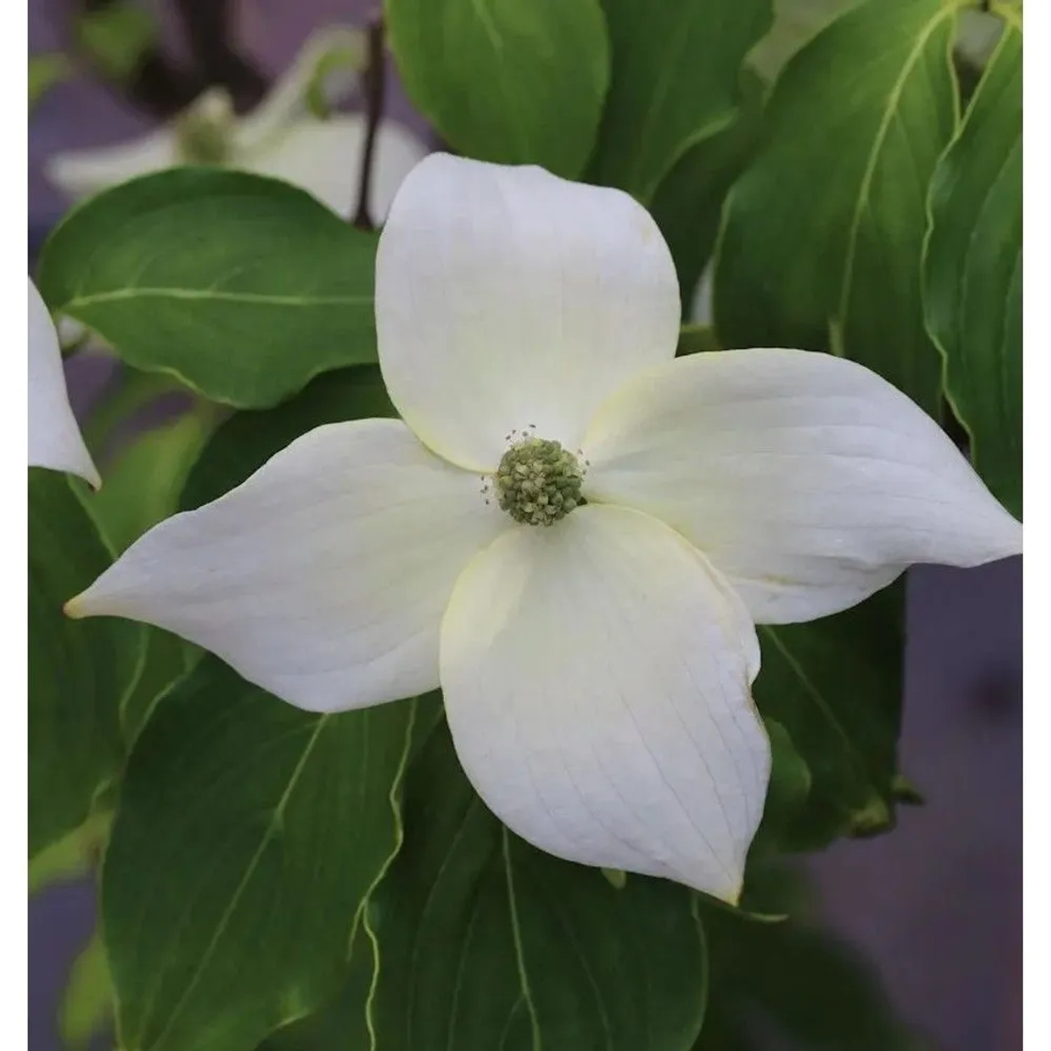 Chinesischer Blumenhartriegel China Girl 40-60cm - Cornus kousa