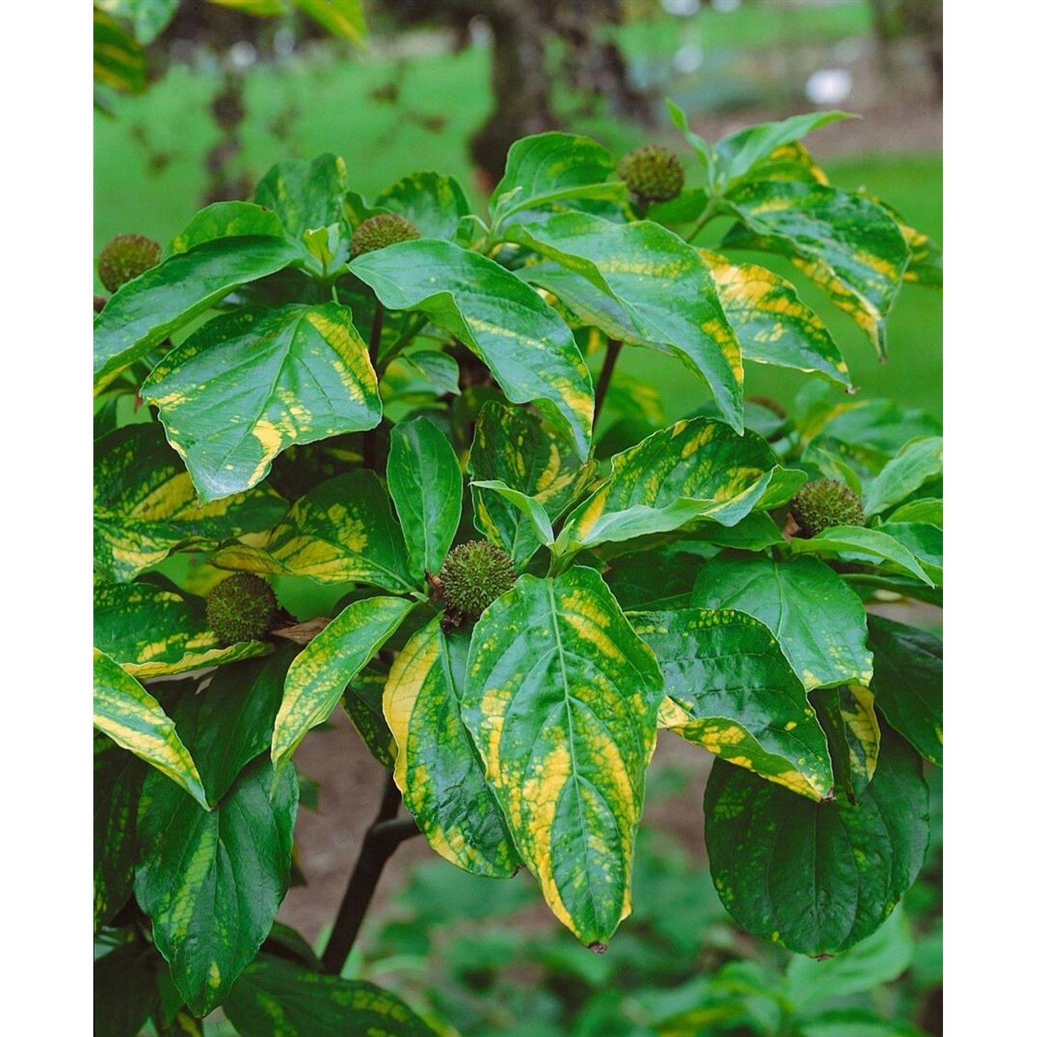 Cornus Nuttallii Ascona Blumen-Hartriegel Weiß 100–125 cm günstig online kaufen