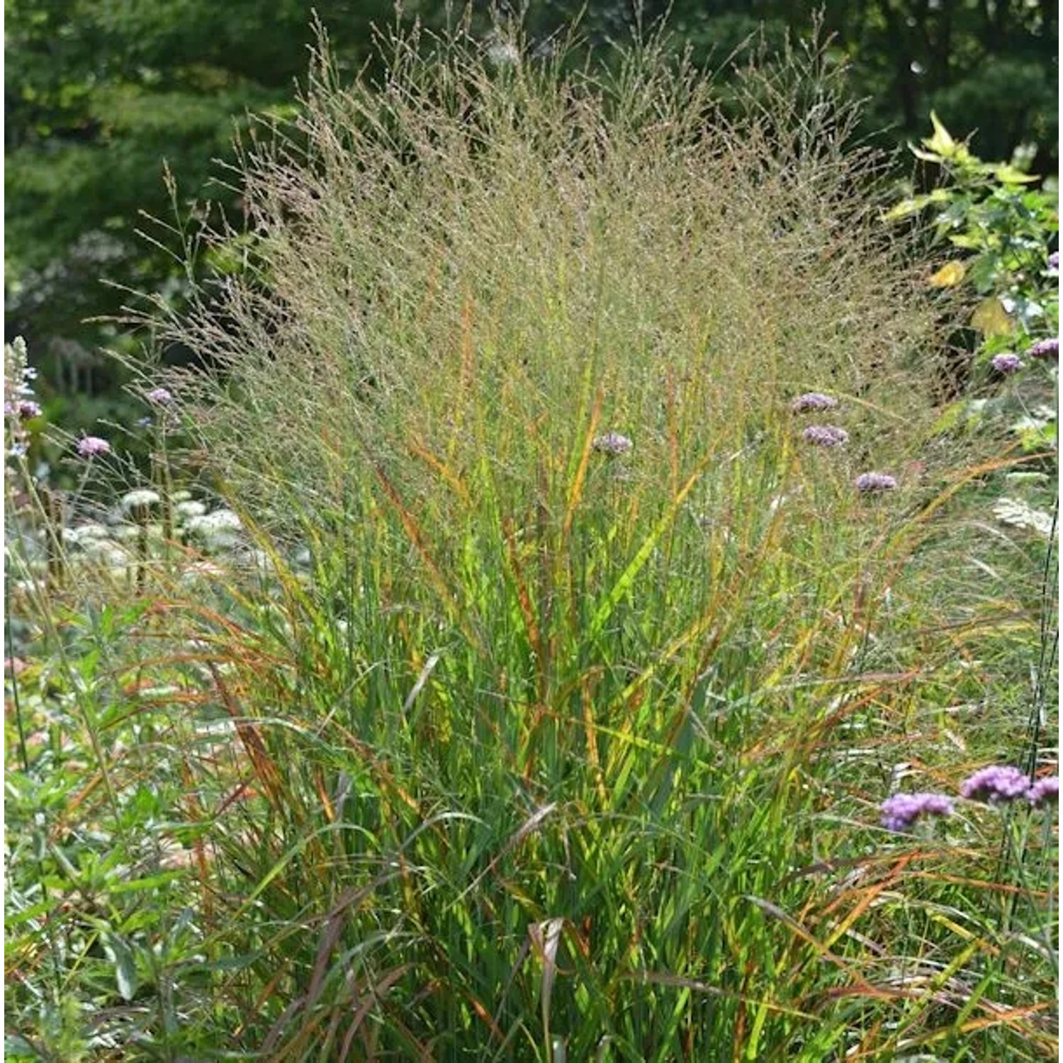 Rutenhirse Rotstrahlbusch - Panicum virgatum