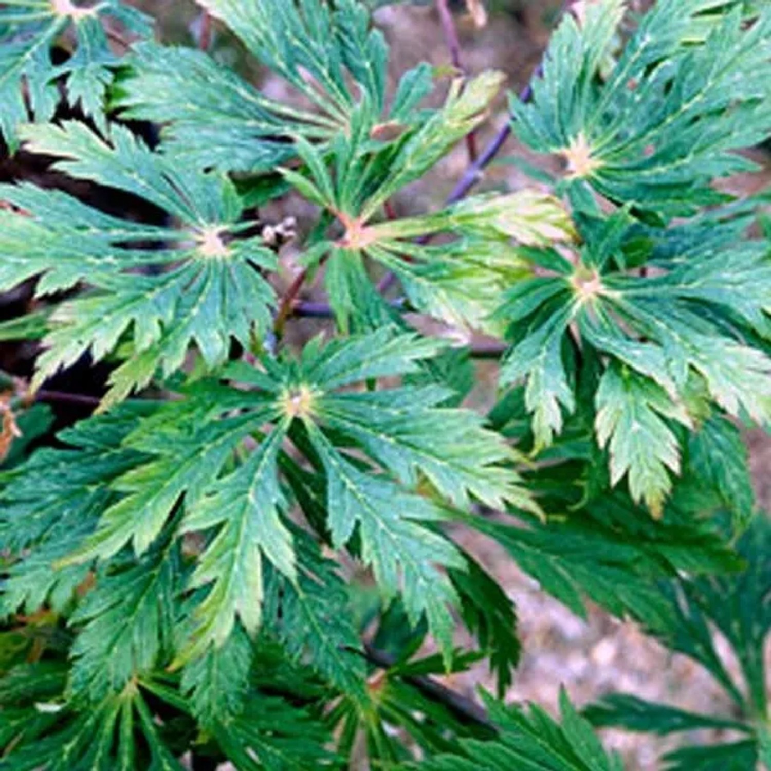 arborix Japanischer Ahorn 'Aconitifolium' Acer Japonicum 40 Bis 50 Cm Im Container Tief Geschlitztes Blatt