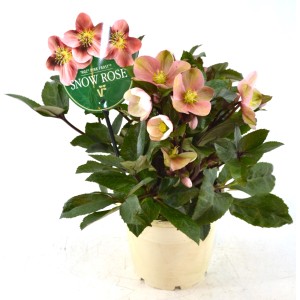 Christrose 'Pink Frost' im Topf, ca. 45 cm hoch, mit rosa-weißen Blüten und grünen Blättern.