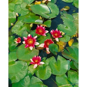 Blühende, rote Seerose 'Attraction' im Gartenteich mit grünen Blättern.