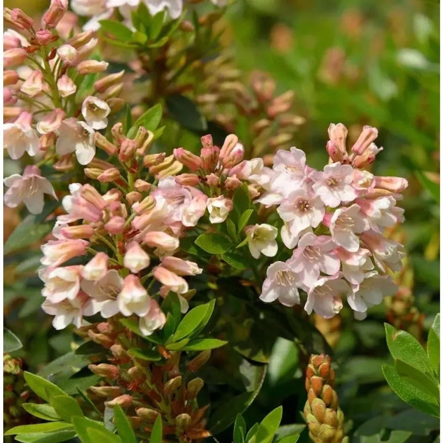 Kleinblütiger Rhododendron Bloombux Magenta 15-20cm - Rhododendron micranthum