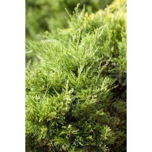 Grüner Juniperus Pfitzeriana Mint Julep Wacholder, 20–30 cm hoch.