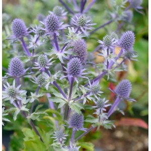 Blaue Edeldistel Blue Hobbit - Eryngium planum