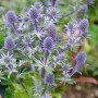Blaue Edeldistel Blue Hobbit - Eryngium planum