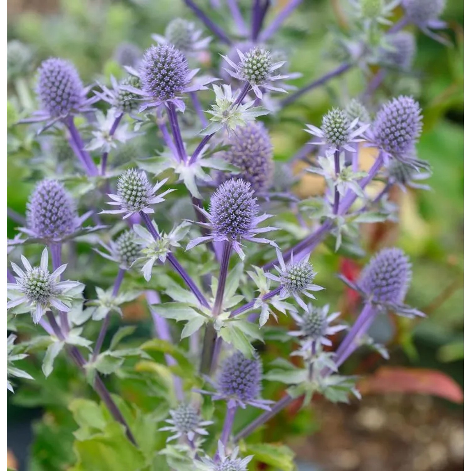Blaue Edeldistel Blue Hobbit - Eryngium planum