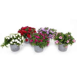Verschiedenfarbige GROW by OBI Zauberglöckchen im Topf (Ø 13cm) als Hängepflanzen.