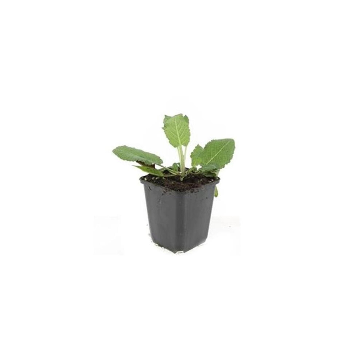 Exotenherz Ziersalbei Steppensalbei Salvia Nemorosa Mainacht 9cm Topf Set m günstig online kaufen