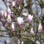 Nahaufnahme der rosa-weißen Blütenknospen der Tulpenmagnolie Heaven Scent.