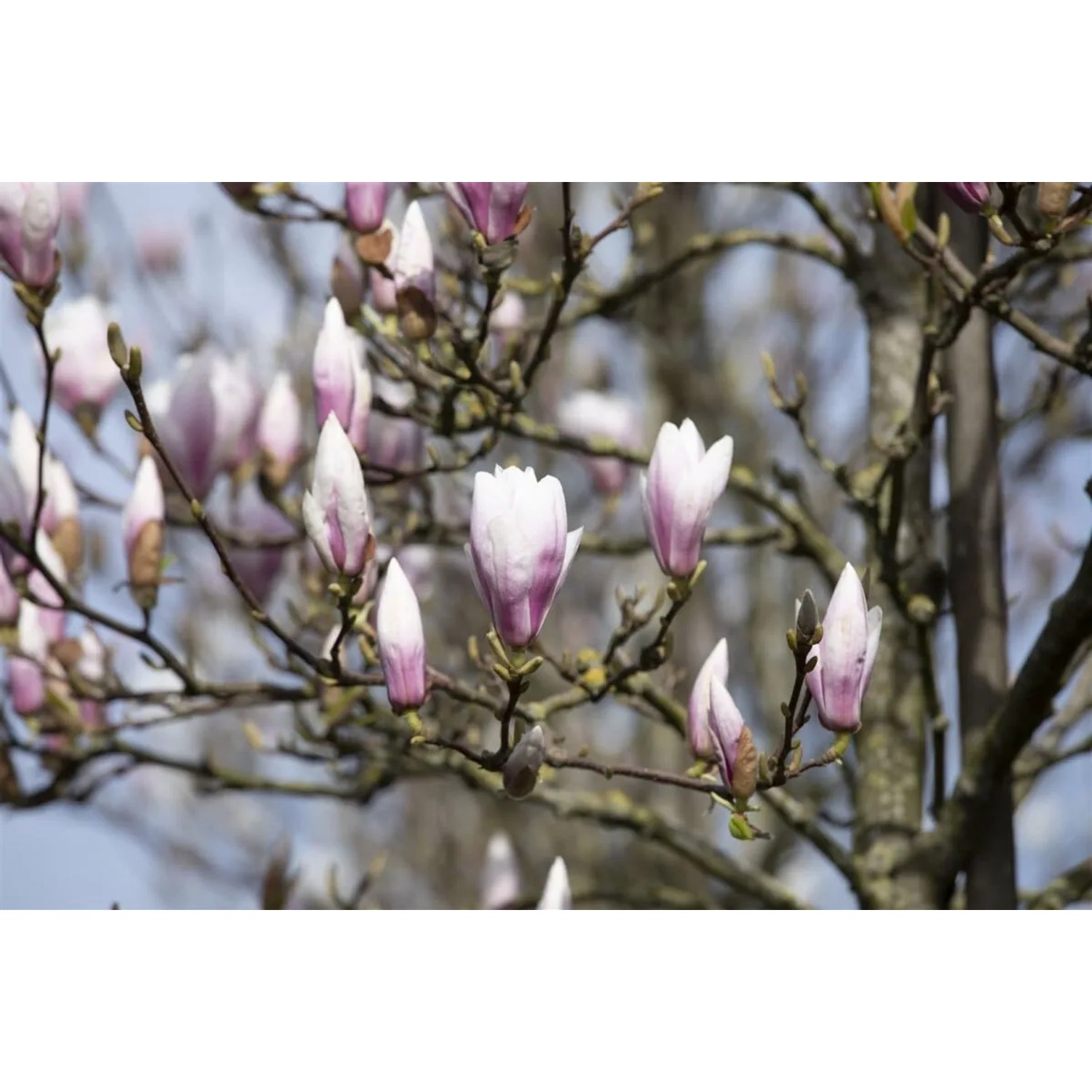 Nahaufnahme der rosa-weißen Blütenknospen der Tulpenmagnolie Heaven Scent.
