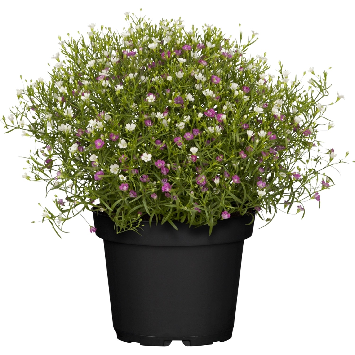 GROW by OBI Mauer-Gipskraut ca. 10 - 20 cm Gypsophila muralis günstig online kaufen