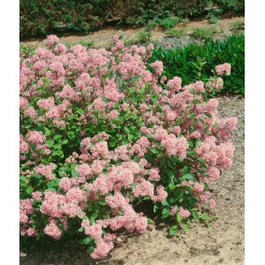 Rosa Säckelblume Ceanothus Pallidus Marie Rose, 40–60 cm hoch, blüht üppig im Garten.