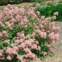 Rosa Säckelblume Ceanothus Pallidus Marie Rose, 40–60 cm hoch, blüht üppig im Garten.