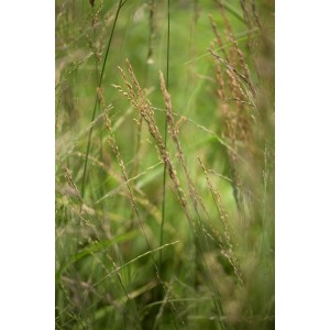 Detailaufnahme des Pfeifengras 'Skyracer' im Gegenlicht, beige Blütenstände und grüne Halme.