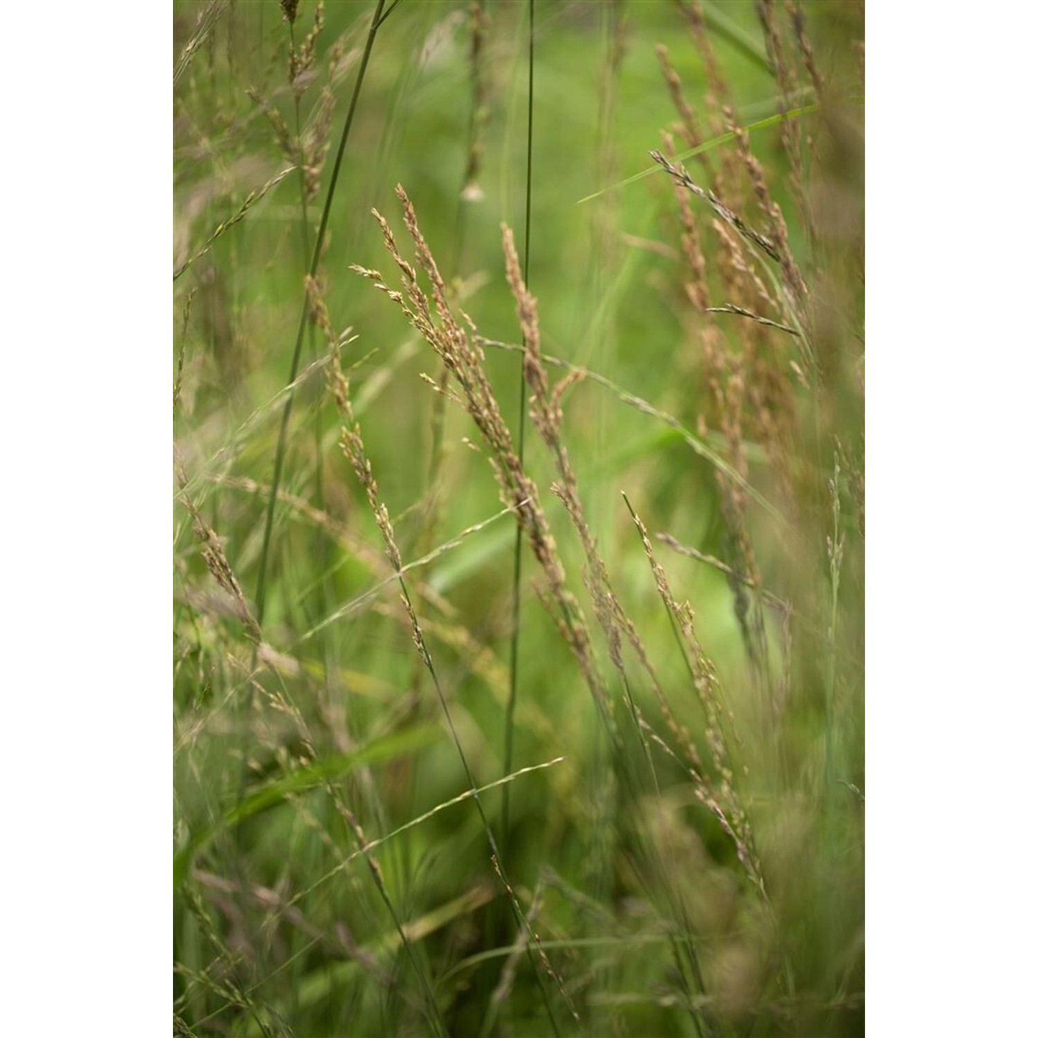 Molinia Arundinacea Skyracer Pfeifengras 3-5 Liter Container günstig online kaufen