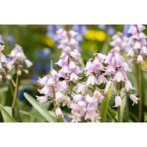 Rosa Spanisches Hasenglöckchen 'Rose Queen' im 2L Container, blühende Zimmerpflanze.