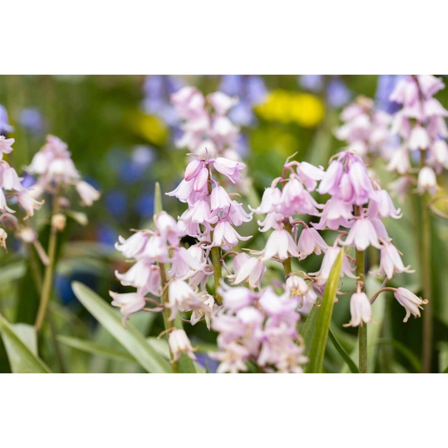 Hyacinthoides Hispanica Spanisches Hasenglöckchen Rose Queen 2 Liter Contai günstig online kaufen