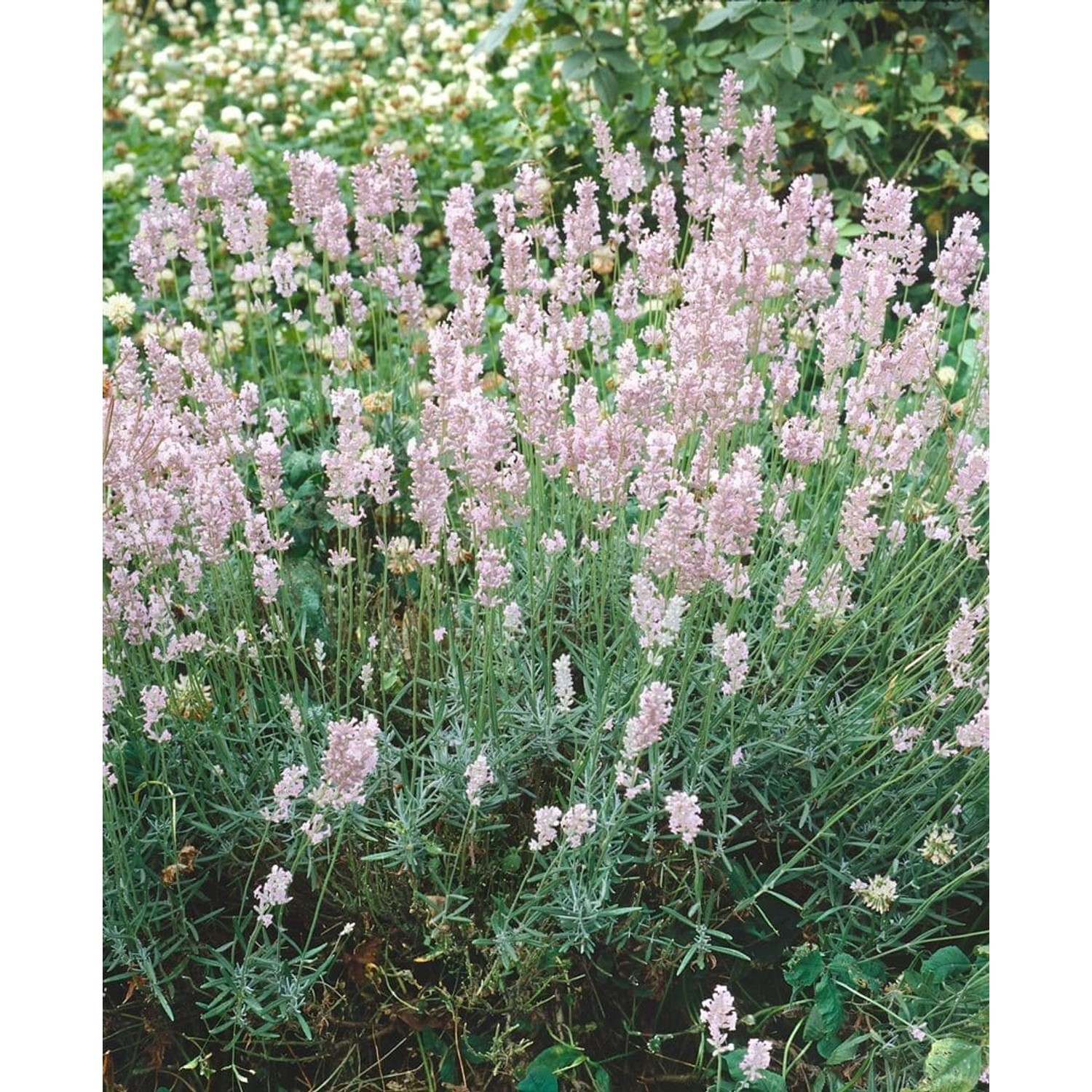 Lavandula Angustifolia Echter Lavendel 'Hidcote Pink' Ca. 9x9 cm Topf günstig online kaufen