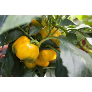 Kiepenkerl Paprika Benita yellow im Topf, leuchtend gelbe, reife Frucht zwischen grünen Blättern.