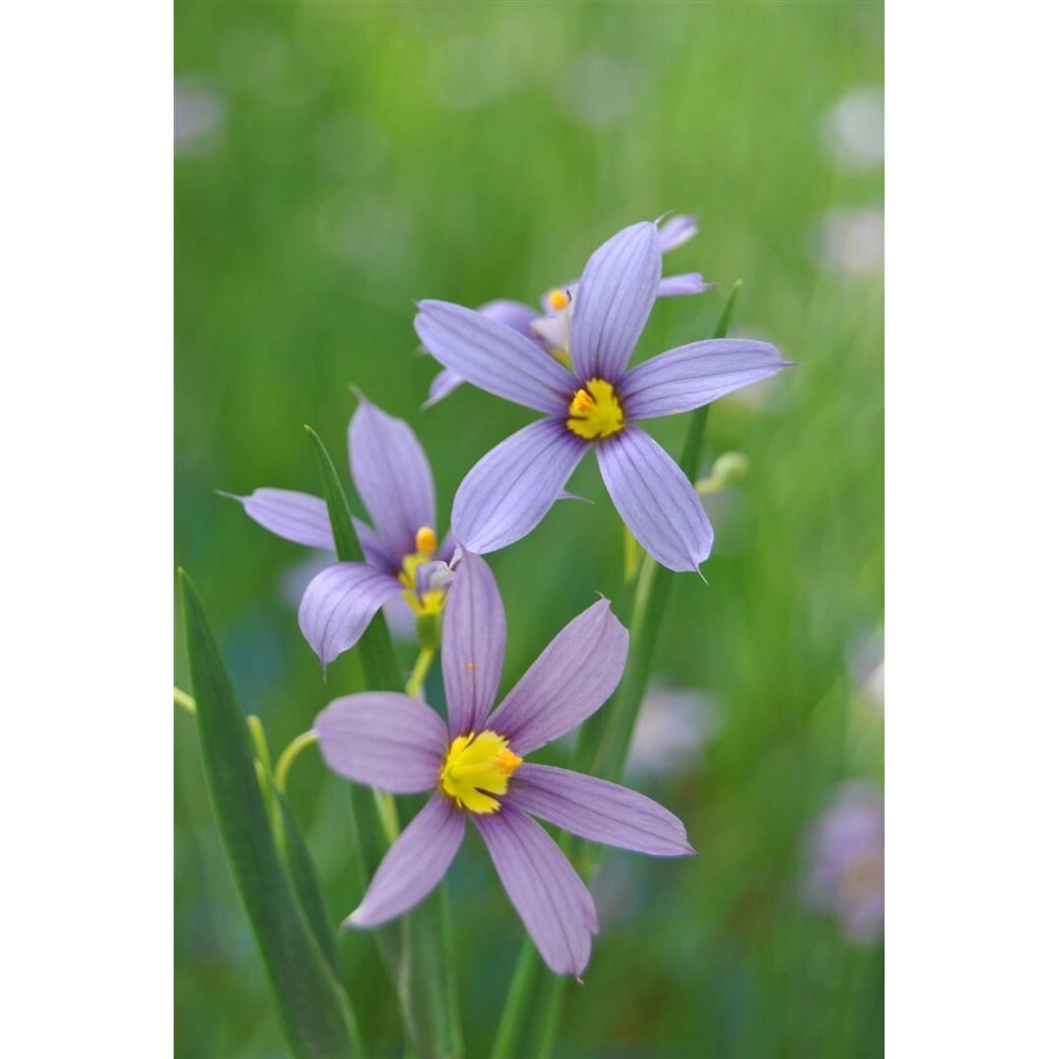 Sisyrinchium Angustifolium Schmalblättriges Blauauge Ca. 9x9 cm Topf günstig online kaufen