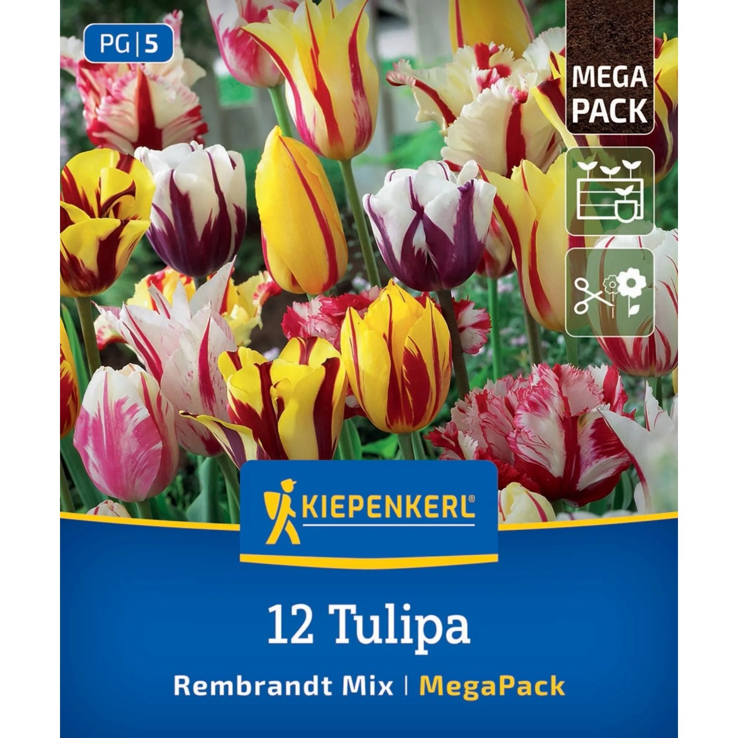 Kiepenkerl Blumenzwiebel Mega-Pack Rembrandt-Tulpen Mischung 12 Stück
