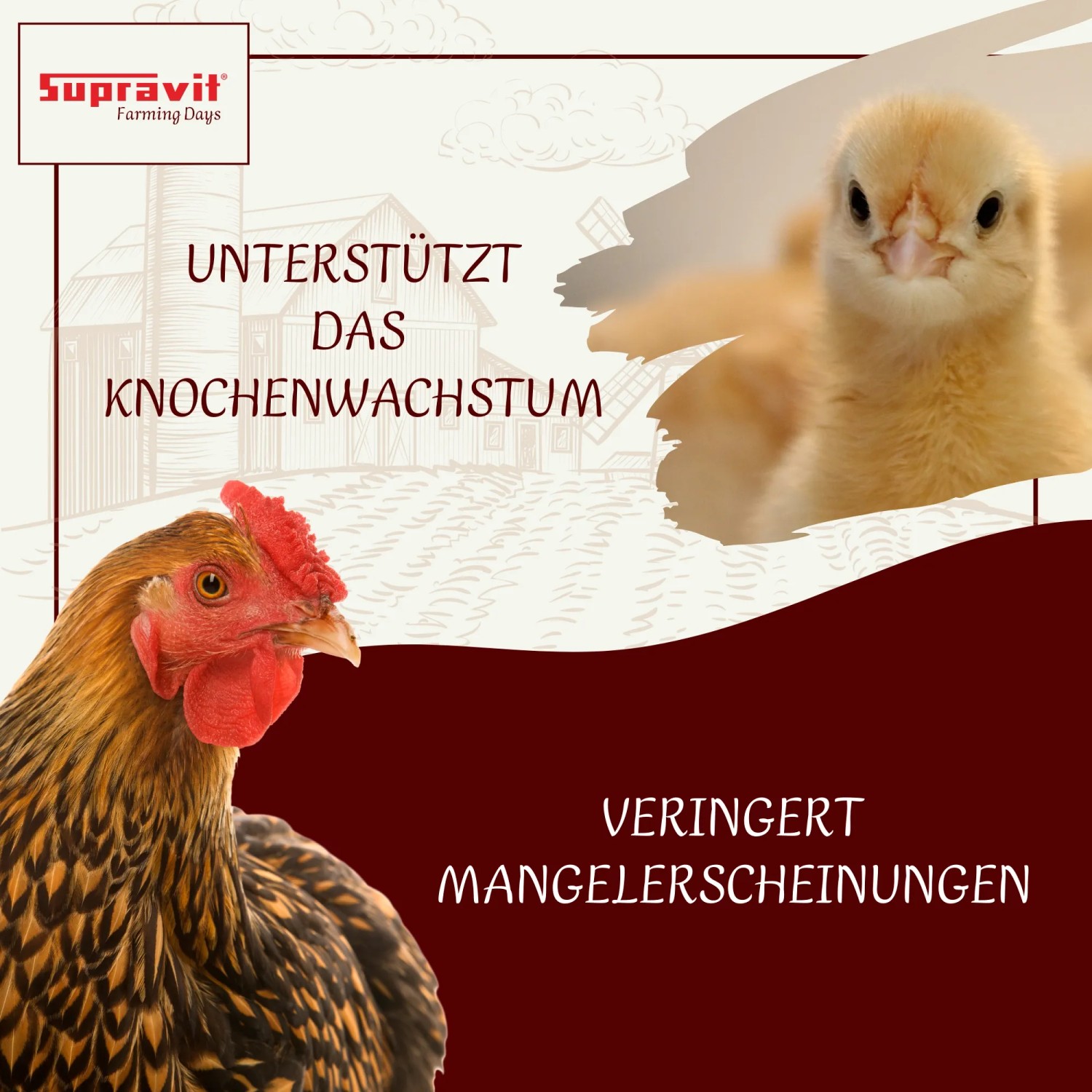 Supravit Kalkgrit für Hühner Futterkalk Ergänzungsfutter_5