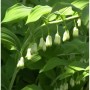 Quirlblättriger Salomonssiegel (Polygonatum verticillatum) mit weißen, hängenden Glockenblüten und grünen Blättern. Stauden.