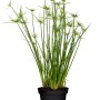 Echter Papyrus (Cyperus papyrus) im Topf, eine dekorative Teichpflanze von GROW by OBI.