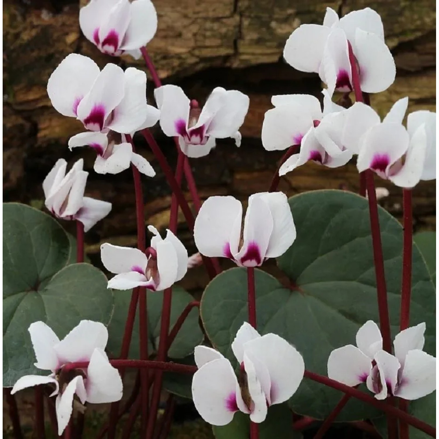 Frühlings Alpenveilchen Silver Leaf Album - Cyclamen coum