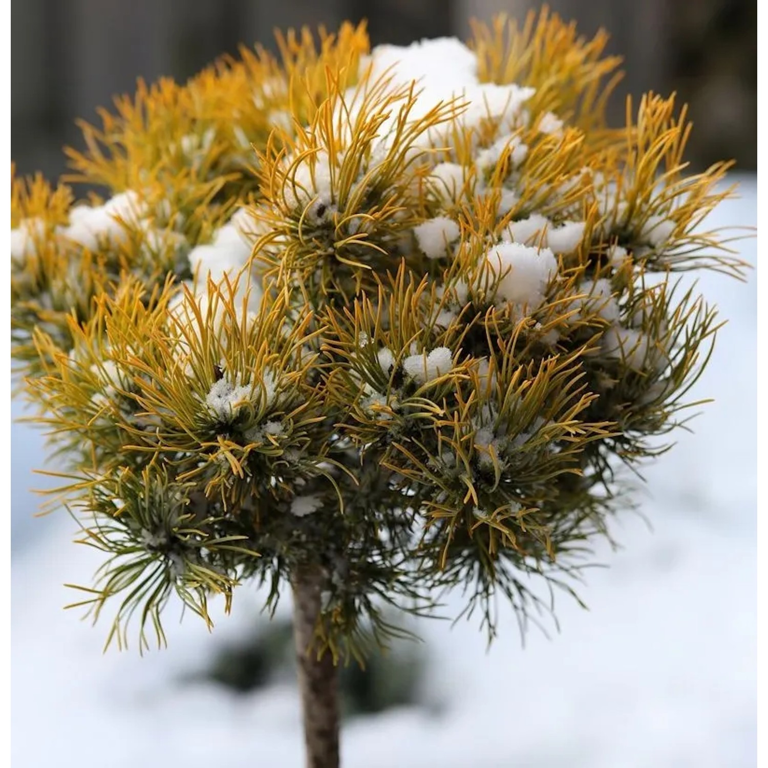 Hochstamm Berg Kiefer Winter Gold 40-60cm - Pinus mugo Winter Gold