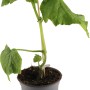 Junge, veredelte Schlangengurke (Cucumis sativus) im Topf, gestützt an einem Stab.
