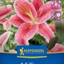 Kiepenkerl Blumenzwiebel Oriental-Lilie Stargazer 1 Stück