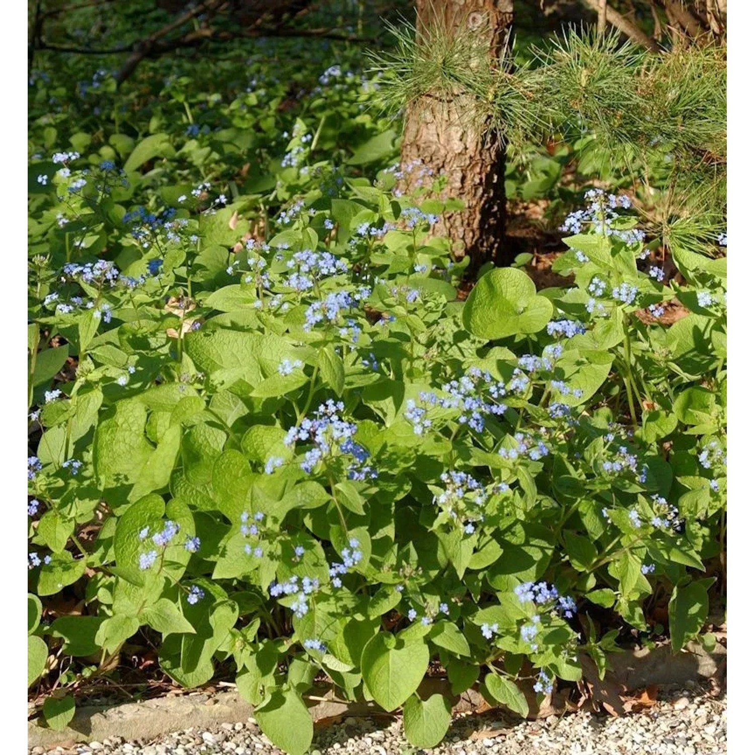 Sibirisches Vergißmeinnicht - Brunnera sibirica