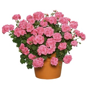 Hängende Geranie mit rosa Blüten im Topf, ideal für Balkon und Terrasse.