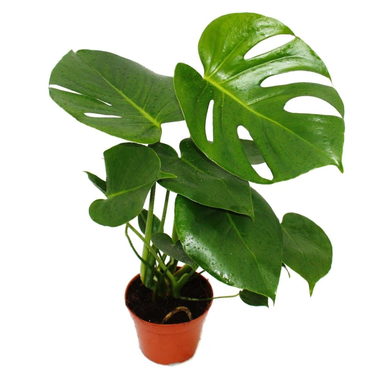 Exotenherz Monstera Deliciosa Fensterblatt 12cm Topf ca. 30-35cm Hoch