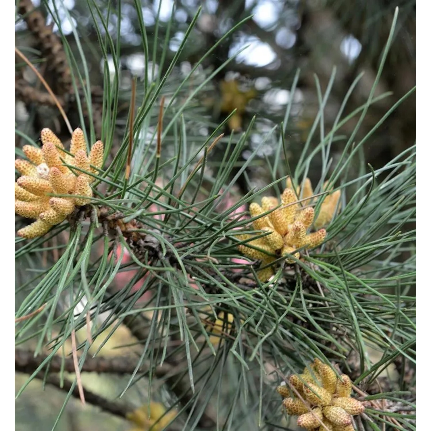 Kleine Säulen Schwarz Kiefer Komet 30-40cm - Pinus nigra