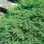 Kompakte, grüne Zwergfichte Picea Abies Pumila (30–40 cm) im Garten.
