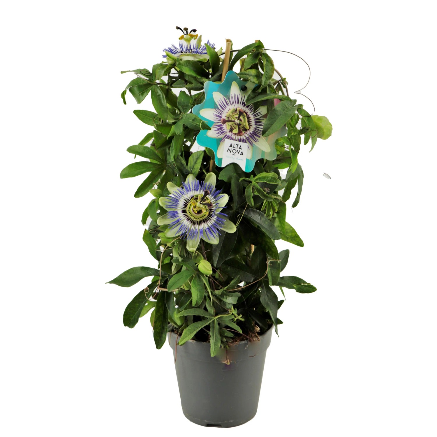 Passionsblume im Topf (Ø 12cm) mit exotischen Blüten. Farbenauswahl zufällig.