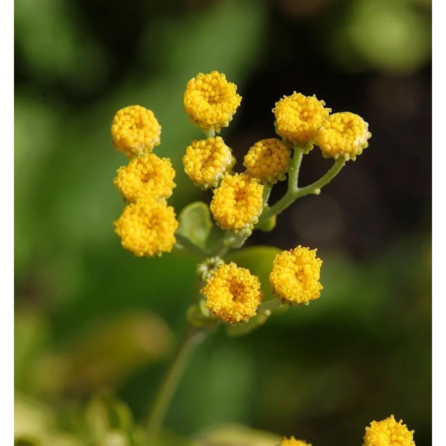 Balsamkraut - Tanacetum balsamita