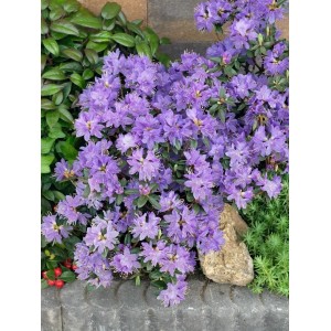 Blühender Zwerg-Rhododendron Blue Wonder mit blau-violetten Blüten im Garten.