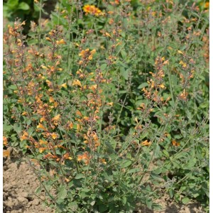 Orange Duftnessel (Agastache aurantiaca) im Gartenbeet.