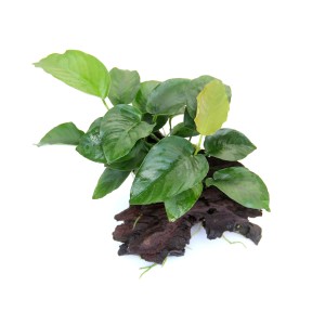 Dennerle Aquariumpflanze Anubias Barteri auf Wurzel, grüne Blätter. Dekorative Aquariumpflanze.