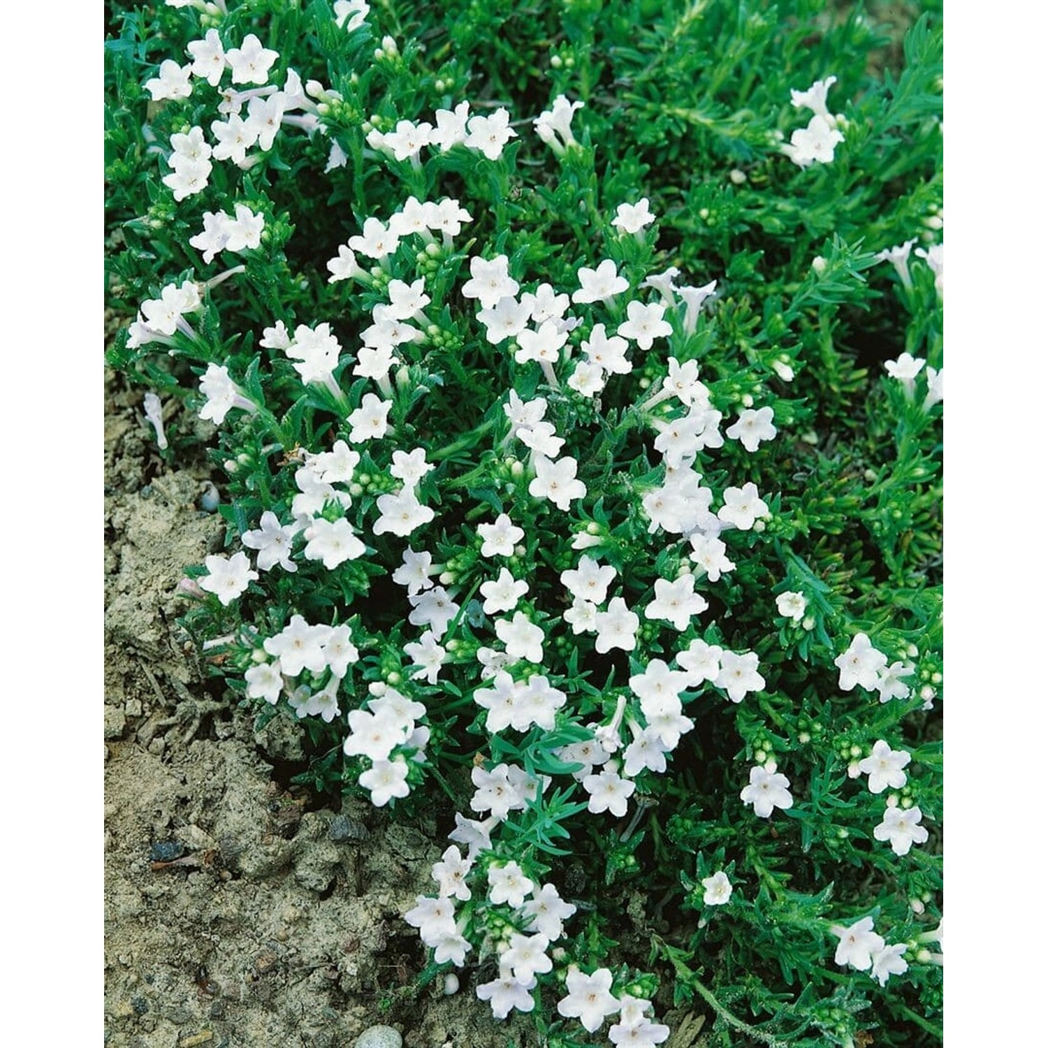 Lithodora Diffusa Alba Steinsame Ca. 9x9 cm Topf günstig online kaufen