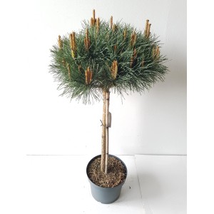 Silber-Kiefer 'Watereri' als Stämmchen im Topf, ca. 120-130 cm hoch.