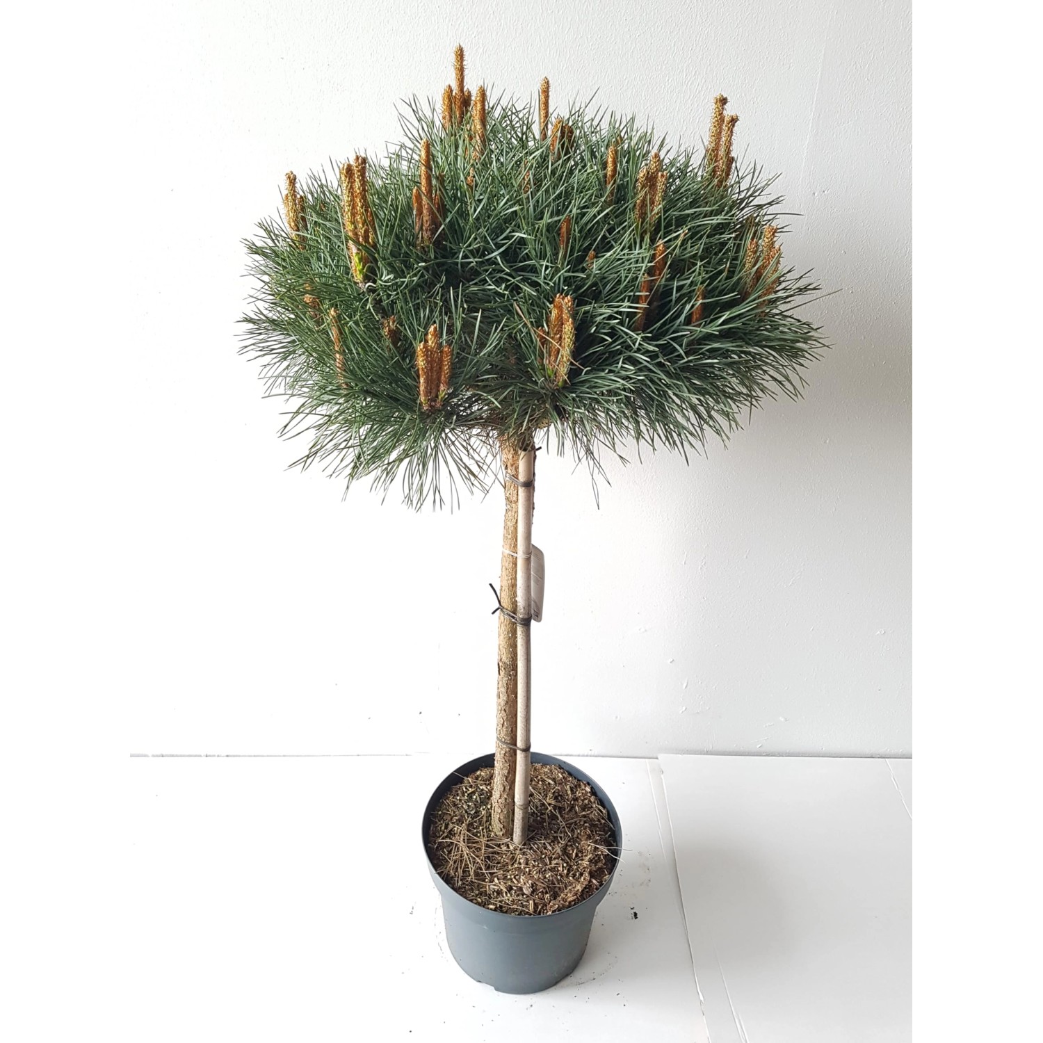 Pflanzen-Boering Pinus Sylvestris Watereri-Stämmchen Silber-Kiefer Höhe Ges günstig online kaufen