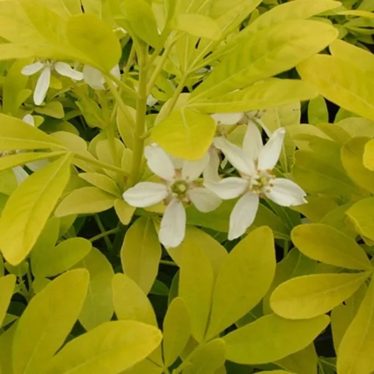 Orangenblume 'Sundance' Choisya ternata 40 bis 50 cm im Container Goldgelbes Laub