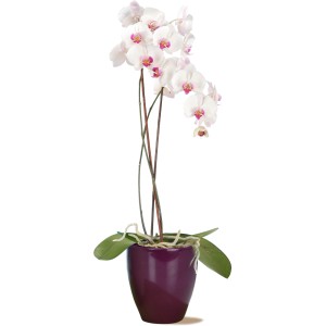 Scheurich Pflanzgefäß 620, Ø 13 cm, Pure Violet mit weißer Orchidee im Topf.